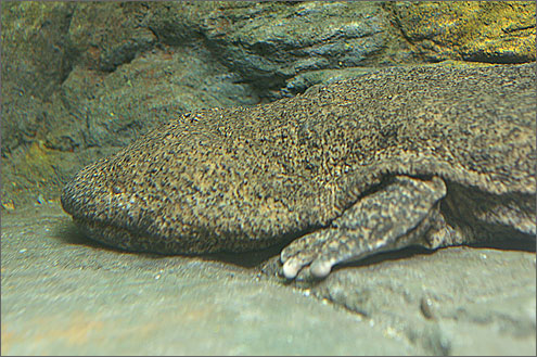 日本サンショウウオセンター Web水族館