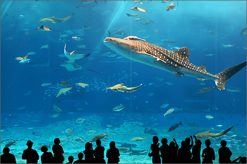 沖縄美ら海水族館の写真