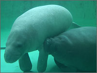 沖縄美ら海水族館の写真