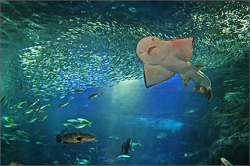 新江ノ島水族館の写真