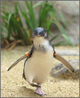 長崎ペンギン水族館の写真