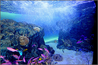 マリホ水族館の写真