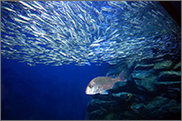 マリホ水族館の写真