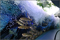 マリホ水族館の写真