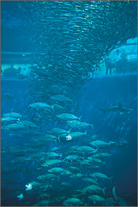 アクアマリンふくしま水族館の写真