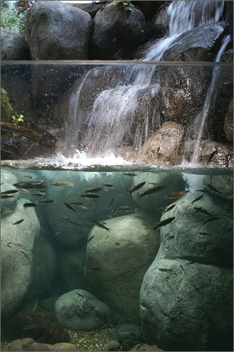 世界淡水魚水族館アクア・トト岐阜の写真