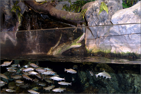 赤塚山公園 ぎょぎょランド水族館の写真