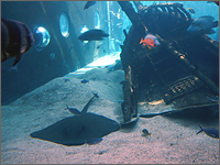 箱根園水族館の写真