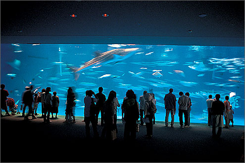 いおワールドかごしま水族館の写真