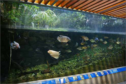 板橋区立熱帯環境植物園の写真