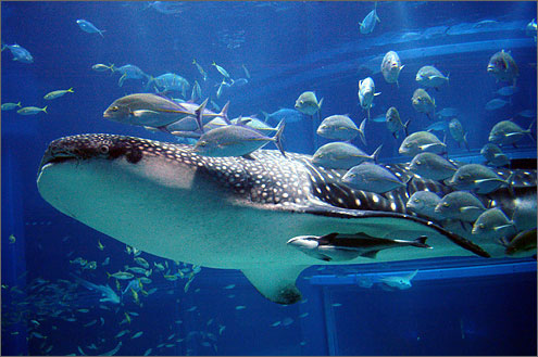 海遊館 Web水族館