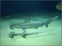 葛西臨海水族園の写真