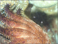 京都大学白浜水族館の写真