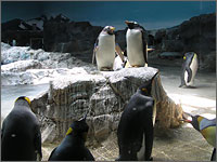 長崎ペンギン水族館の写真