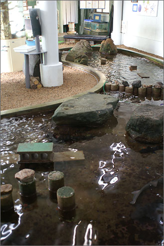 なぎさ水族館の写真