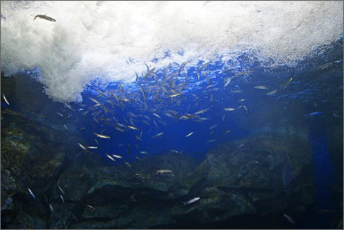 おんねゆ温泉・山の水族館の写真