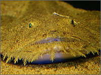 アクアワールド大洗水族館の写真