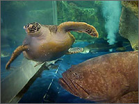 海きらら 九十九島水族館の写真