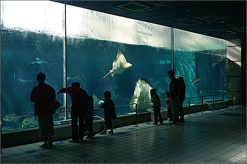 海浜 園 須磨 水族