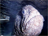 サンピアザ水族館の写真