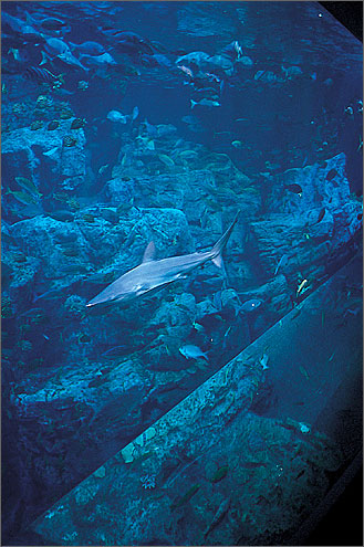 大分マリーンパレス水族館うみたまごの写真