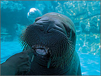 大分マリーンパレス水族館うみたまごの写真