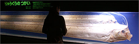 東海大学海洋科学博物館の写真