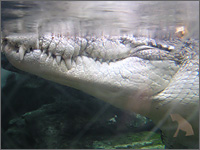 上野動物園の写真