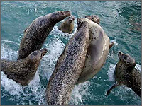 稚内市立ノシャップ寒流水族館の写真