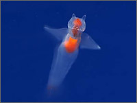 稚内市立ノシャップ寒流水族館の写真