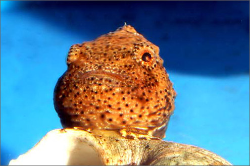 稚内市立ノシャップ寒流水族館の写真