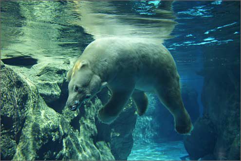 よこはま動物園ズーラシアの写真