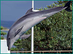 バンドウイルカの写真／のとじま水族館