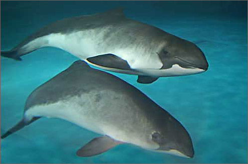 ネズミイルカの写真／おたる水族館