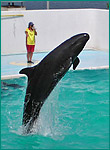 オキゴンドウの写真／のとじま水族館