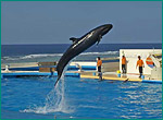 オキゴンドウの写真／美ら海水族館