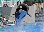 シャチの写真／名古屋港水族館