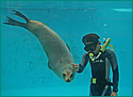 アシカの写真／下田海中水族館