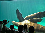 トドの写真／大分マリーンパレス水族館 うみたまご