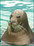 アゴヒゲアザラシの写真／おたる水族館