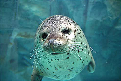 ゴマフアザラシの写真／男鹿水族館GAO