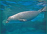 ゴマフアザラシの写真／越前松島水族館