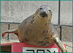 ハイイロアザラシの写真／大分マリーンパレス水族館 うみたまご