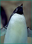 アデリーペンギンの写真／名古屋港水族館
