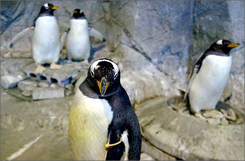 ジェンツーペンギンの写真／長崎ペンギン水族館