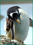 ジェンツーペンギンの写真／鴨川シーワールド