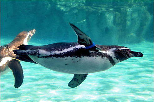 フンボルトペンギンの写真／葛西臨海水族園