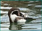 フンボルトペンギンの写真／海響館