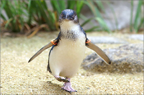 コガタペンギンの写真／長崎ペンギン水族館