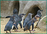 コガタペンギンの写真／長崎ペンギン水族館
